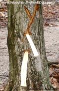 Tapped Maple Tree - Native American Maple Sugaring