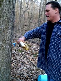 maple sugaring