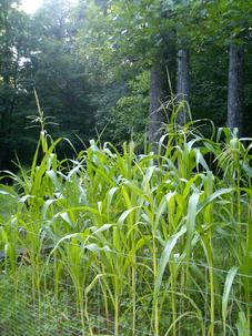 Native American Corn