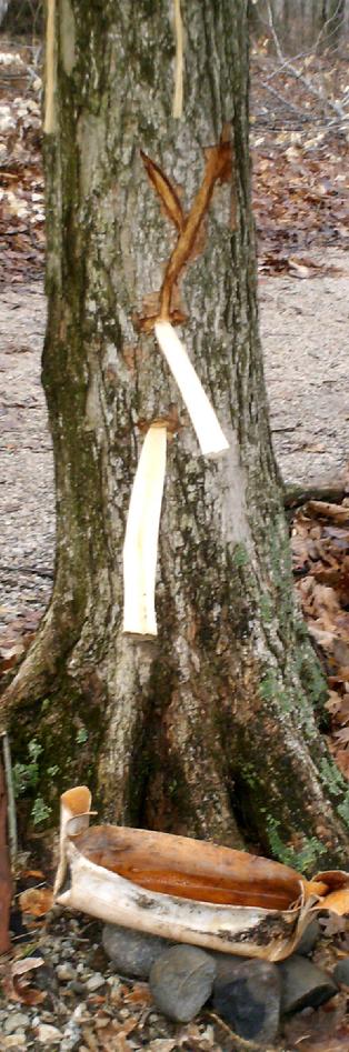 Native American Maple Sugar Making