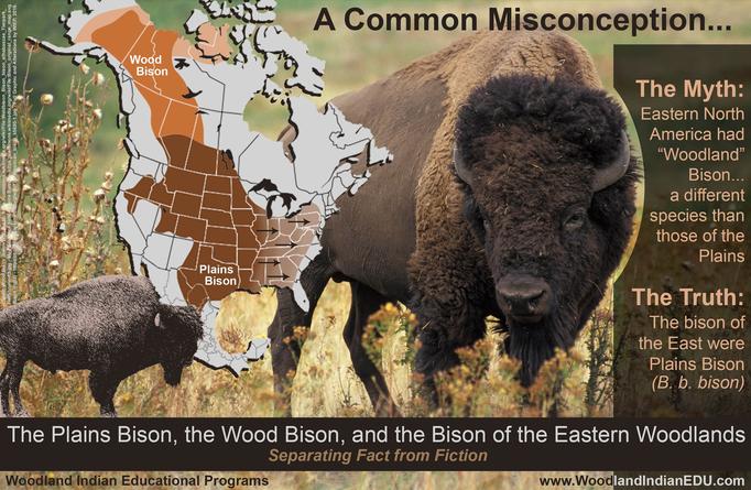Eastern Woodland Bison Buffalo 