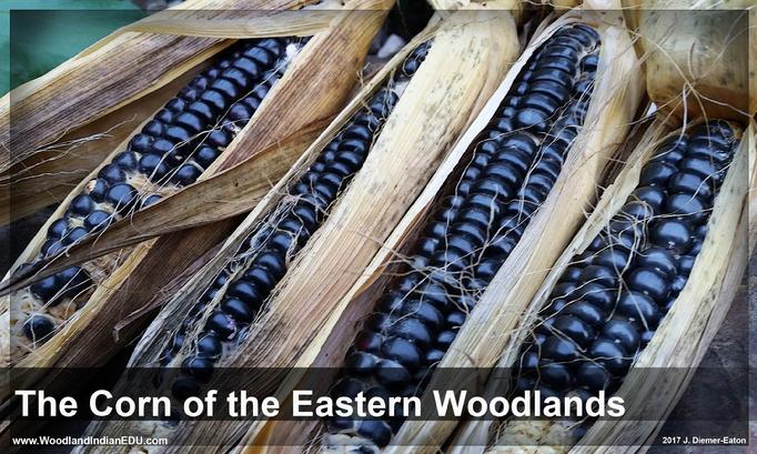 Eastern 8-Row Corn Northern Flint Corn Delaware Lenape Blue Corn