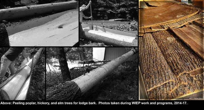 Peeling bark for Native American wigwam lodge longhouse